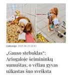 May be an image of text that says 'MA Lietuvoje 2025.06.25 10:41 „Gauso stebuklas&quot;: Ariogaloje šeimininku sumuštas, O véliau gyvas užkastas šuo sveiksta'