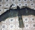 May be an image of vulture