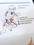 Gali būti tekstas „Contralateral pattern อ muscle pull direction of moveme moving segments fixed segments“ vaizdas