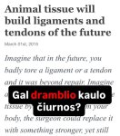Gali būti rentgeno nuotrauka, kaulas ir tekstas „Animal tissue will build ligaments and tendons of the future March 01st, 2015 a Imagine that in in the future, you badly tore a ligament or a tendon and it was beyond repair. Imagine Gal dramblio kaulo tissue by čiurnos? body, the surgeon could replace it with something stronger, yet still m your“ vaizdas