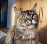 May be an image of ragdoll cat